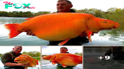 Behold The Carrot! A Fisherman Caught This Giant Goldfish In France
