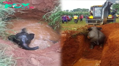 Heartwarming Rescue: Villagers Save Trapped Elephant Calf While Mother Stands Guard