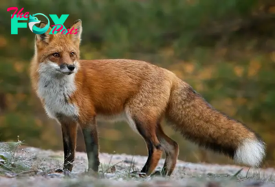 Foxes: Fascinating Creatures of the Wild H13
