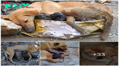 Resilient maternal love: A determined pregnant stray dog overcomes hunger to safely bring new life into the world.sena