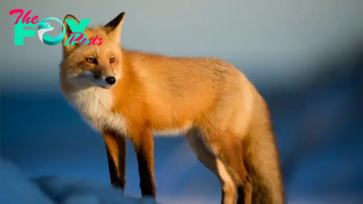 Foxes: The Fascinating Canids of the World