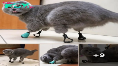 Meet Dymka, The Bionic Cat Whose Frostbitten Paws Were Replaced With Titanium Ones