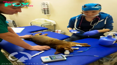 kp6.Roxy, a dog with impaired legs, displays surprise and emotion as the veterinarian delivers timely treatment, moving the online community with her touching story.
