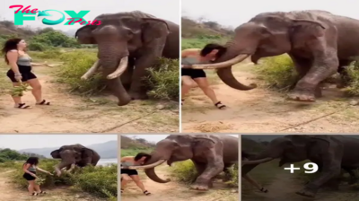 Hungry elephant flings woman into air after being taunted with banana