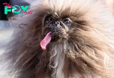 Meet the 2024 Winner of the ‘World’s Ugliest Dog’ Contest
