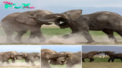 Lamz.Epic Battle of Giants: Elephants Clash for Herd Dominance in Kenya’s Amboseli National Park