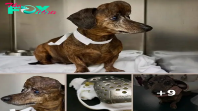 Dog With Orange-Sized Tumor On Her Head Gets A New 3D-Printed Skull — And A Second Chance At Life