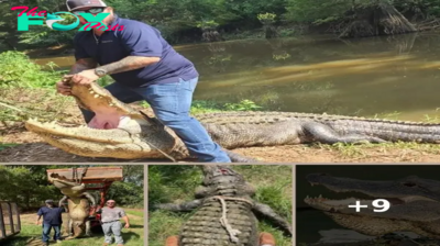 13-foot-long, 680-pound alligator finally captured after 20 years