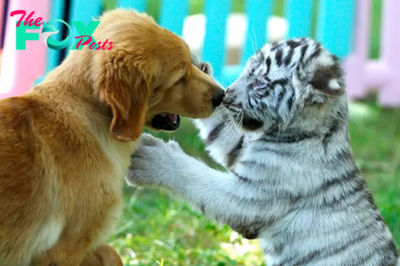 Extraordinary bond: After losing her tiger cubs, a mother dog finds solace and regains joy in embracing the cubs as her own.