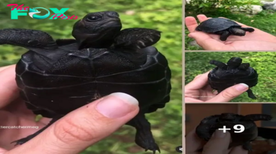 Check Out This All Black Baby Galapagos Tortoise