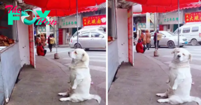 NN.”While patiently awaiting free fried chicken from a stall, a short-legged dog’s irresistible charm captivates the hearts of onlookers and spreads joy across the internet with a delightful array of endearing moments.”