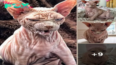Meet Xherdan – The Naked Cat With So Many Wrinkles