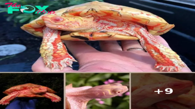 This Albino Turtle Is Absolutely Stunning