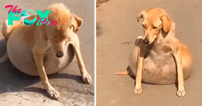 th.The stray dog collapsed, its swollen abdomen bewildering passersby, who mistakenly assumed it was pregnant.