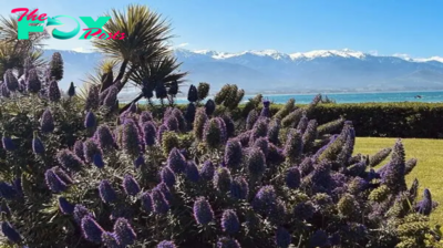 Everything You Should Know about Visiting Kaikoura