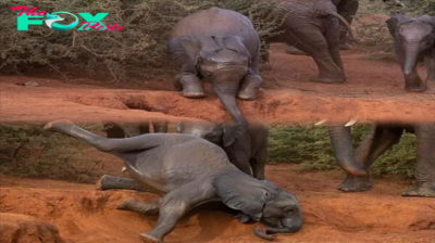 What a Dumbo! Adorable elephant calf takes a tumble as he tries to jump into the dirt before getting back up as if nothing had happened