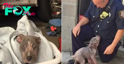 A 3-Month-Old Pitbull is Rescued by a Firefighter after being аЬапdoпed by Previous Owners!.sena