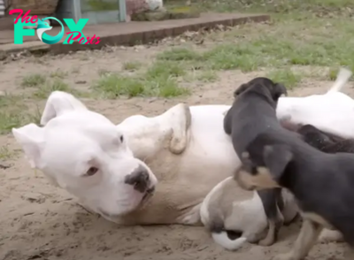Incredible Bond: Two-Legged Dog’s Heartwarming Connection with Foster Puppies Captivates Hearts