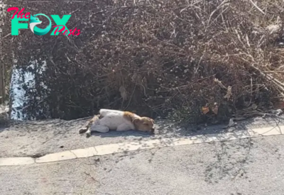 Un perro callejero abandonado con la columna vertebral rota encuentra alivio cuando se encuentra con dos ángeles (VIDEO)