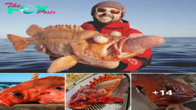 nht.A man accidentally caught a red fish with a strange shape, surprising everyone with its unusual appearance.