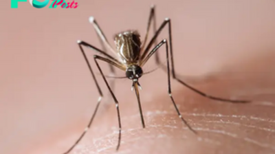 What to Know About Dengue Virus as U.S. Sees Increased Risk of Infection 