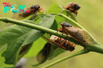 Scientists Track a Super-Sized Fungus That Hijacks Cicadas