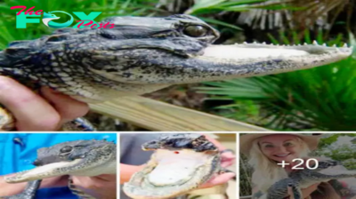 Jawless Alligator Finds Safe Haven in Florida Wildlife Preserve