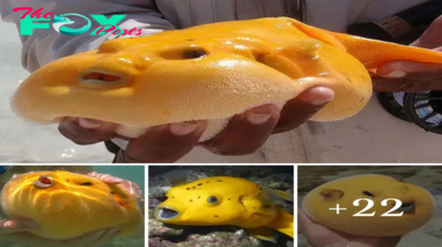 I found a blowfish with a unique and wild golden body (Video)