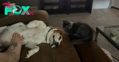 SO.The Unbreakable Bond Between a Beagle and a Black Cat Warms Hearts.SO