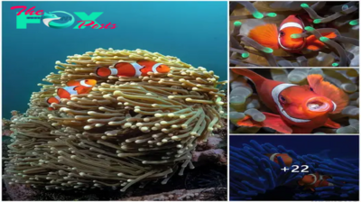 Ocean Diversity: Clownfish Special Habitat.