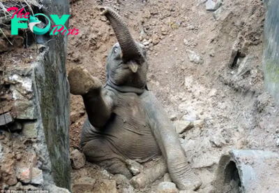 dung..Heartwarming Moment: Villagers in India Save Baby Elephant Trapped in Muddy Ditch..D