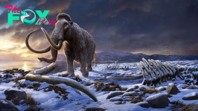 Mystery 'random event' killed off Earth's last woolly mammoths in Siberia, study claims