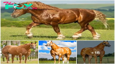 Horses with majestic muscles and extraordinary strength appear in eastern Australia (video)