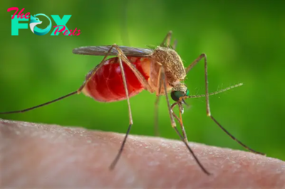 Mosquitoes: Tiny Insects, Huge Impact