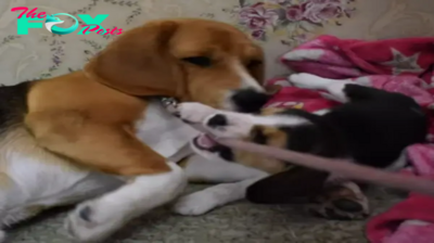 QT The Self-Sacrificing Beagle Mother