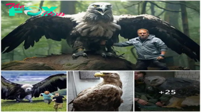 The giant eagle is over 5 meters tall and is known as the largest and strongest in the world, which scares many people because of its ferocity (video)
