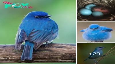 The mountain bluebird lays distinct aquamarine eggs, but it’s the bird itself that truly ѕteаɩѕ the spotlight.sena