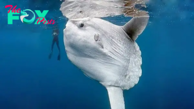 .Deep Sea Wonder: 22ft Circular White Fish Charms Diver, Becomes Social Media Sensation..D