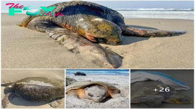 Rescuing a giant turtle stranded on the Oregon coast in the USA (video)