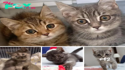 SOT.From Scaredy-Cats to Soul Mates: Rescued Kittens Open Their Hearts to a Lone Friend.SOT