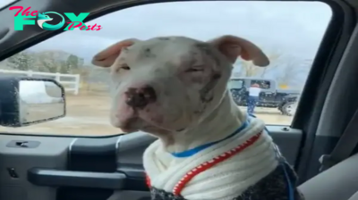 Del dolor a la curación: un perro abandonado encuentra esperanza después de ser utilizado como cebo en las calles