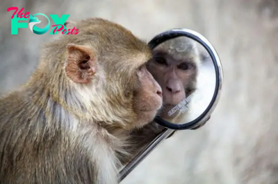 Which animals can recognize themselves in the mirror?