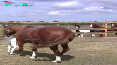 Enchanting Equine: Rare Foal’s Remarkable Facial Markings Stun Onlookers