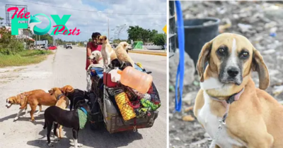 NN.With unwavering determination, a compassionate man pedals his tricycle through the bustling streets, tirelessly committed to his noble mission of rescuing 14 homeless dogs, offering them renewed hope and paving the way for a brighter future.
