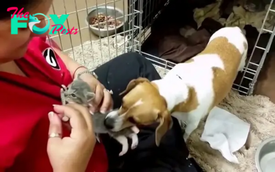 QT Canine Rescues Kitten From Shelter Staff and Brings Him to Her Home Run Pen