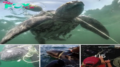 Heartbreaking! Sea Turtle Was Trapped In A Fish Net Completely But Was Later Rescued & Released Into The Sea