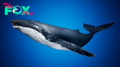 Whales: Majestic Giants of the Ocean H12