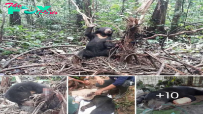 Heartbreaking Plea: Sun Bear Waves for Help, Finally Rescued After Being Trapped in the Snare
