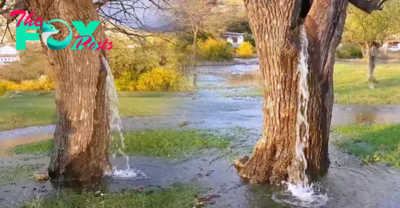 B83.Astonishing Sight: The 150-Year-Old Tree That Constantly Gushes Water