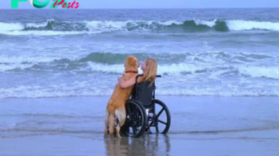 nht.For ten years, Foxy, a devoted dog, pushed his owner’s wheelchair along the coast, fulfilling his dream of seeing the sea.